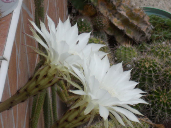DSCN0839 - cactus 2015