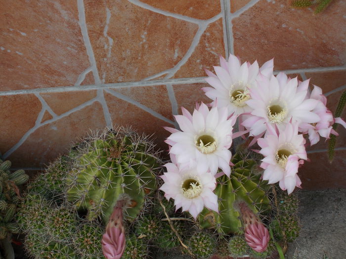 DSCN0900 - cactus 2015