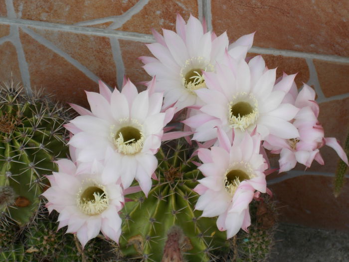DSCN0901 - cactus 2015