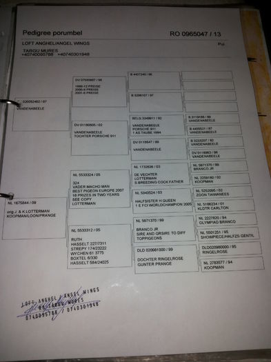 porumbei mulemans 126