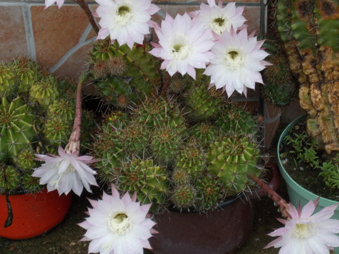 DSCN0972 - cactus 2015