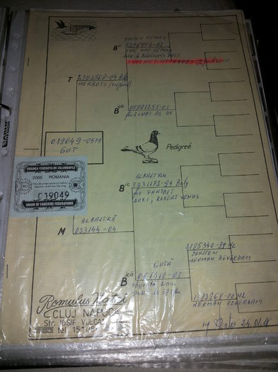 porumbei mulemans 125