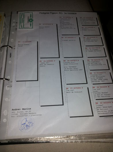 porumbei mulemans 135