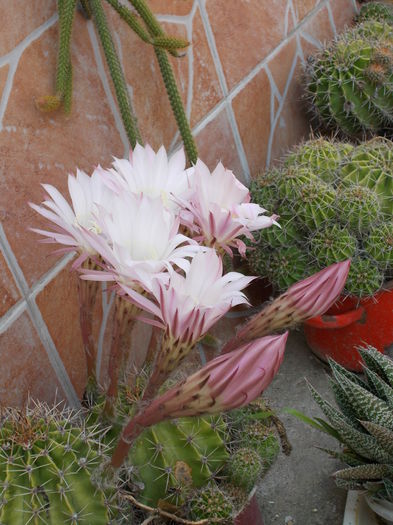 DSCN0904 - cactus 2015