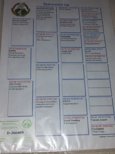 porumbei mulemans 137