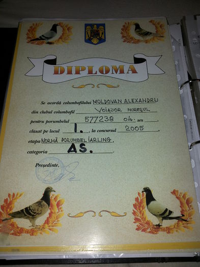 porumbei mulemans 134