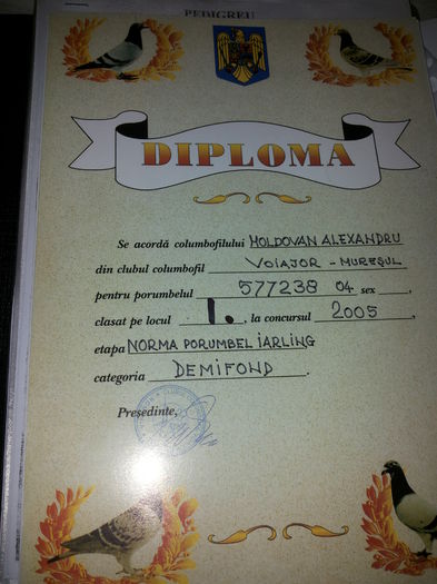 porumbei mulemans 128