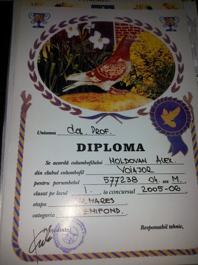 porumbei mulemans 129