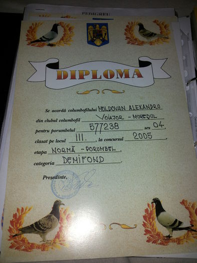 porumbei mulemans 130