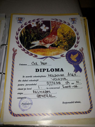 porumbei mulemans 131