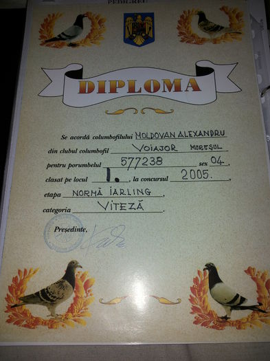 porumbei mulemans 133