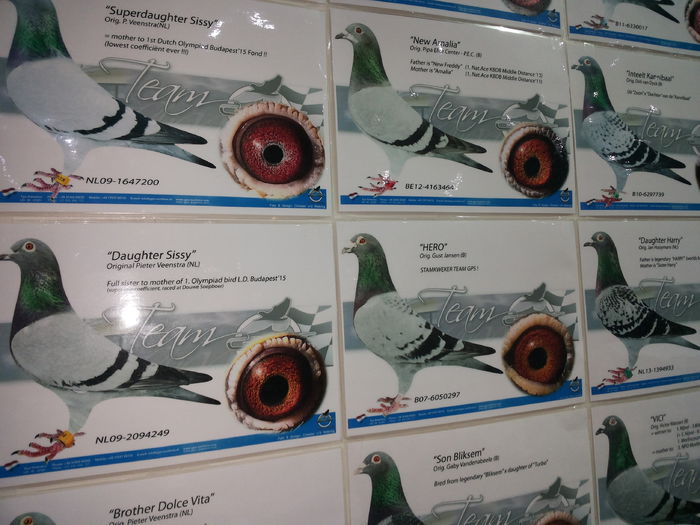 porumbei mulemans 213