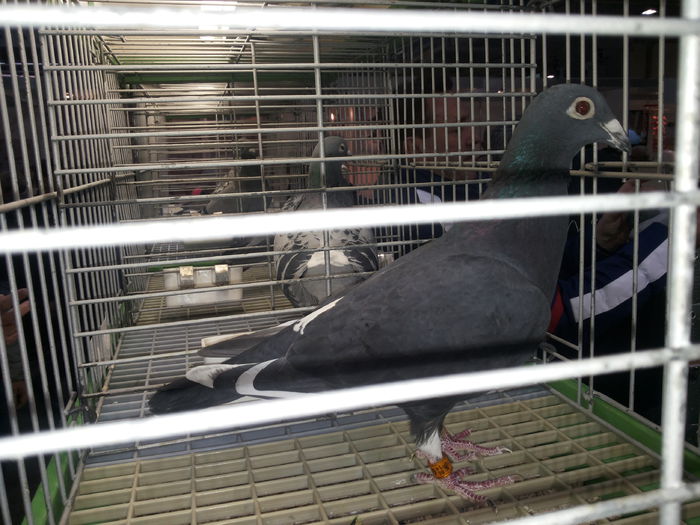 porumbei mulemans 215