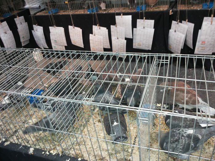 porumbei mulemans 191