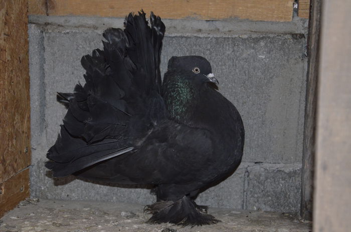 _DSC0304 - Porumbei-amintiri