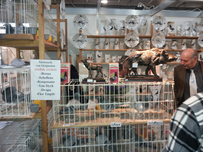 porumbei mulemans 246