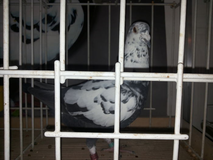 porumbei mulemans 225