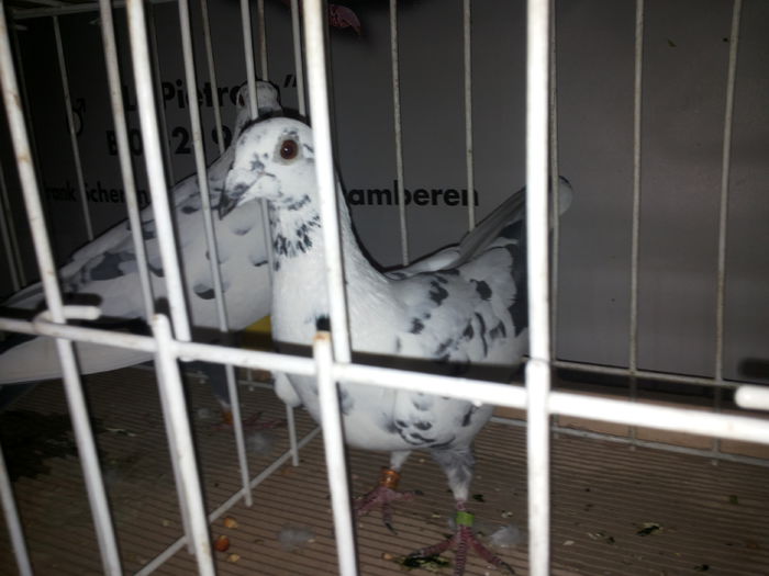 porumbei mulemans 226