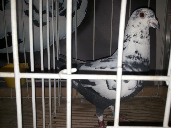 porumbei mulemans 227