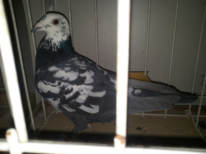 porumbei mulemans 228