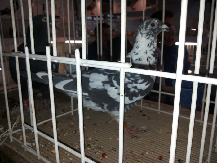 porumbei mulemans 232