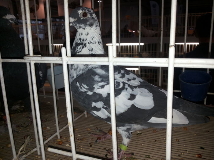 porumbei mulemans 234