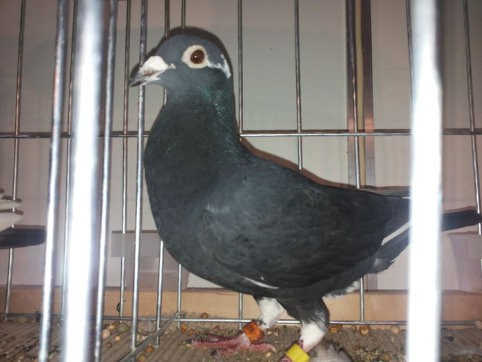 porumbei mulemans 237