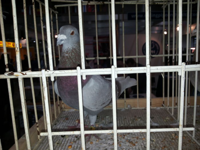 porumbei mulemans 238