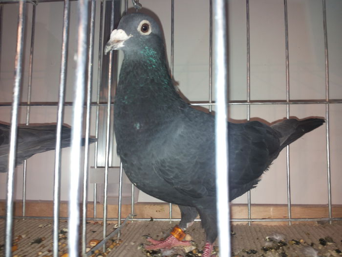 porumbei mulemans 240