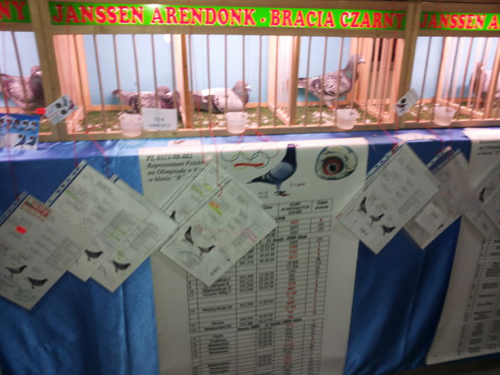 porumbei mulemans 242