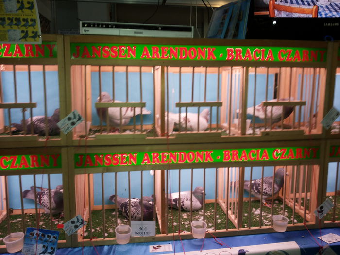 porumbei mulemans 243