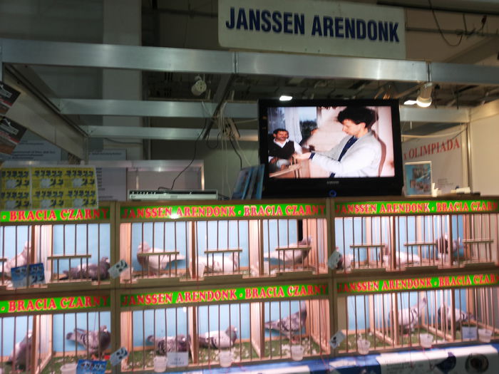 porumbei mulemans 244