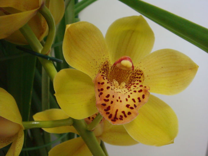 DSC07889 - Cymbidium 2