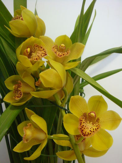 DSC07886 - Cymbidium 2