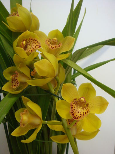 DSC07887 - Cymbidium 2