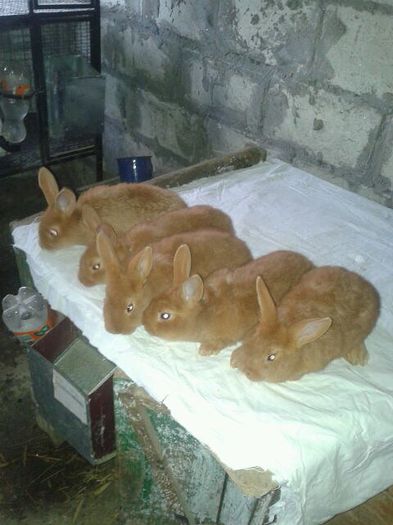 getImage (2); Tineret neo rosu!
