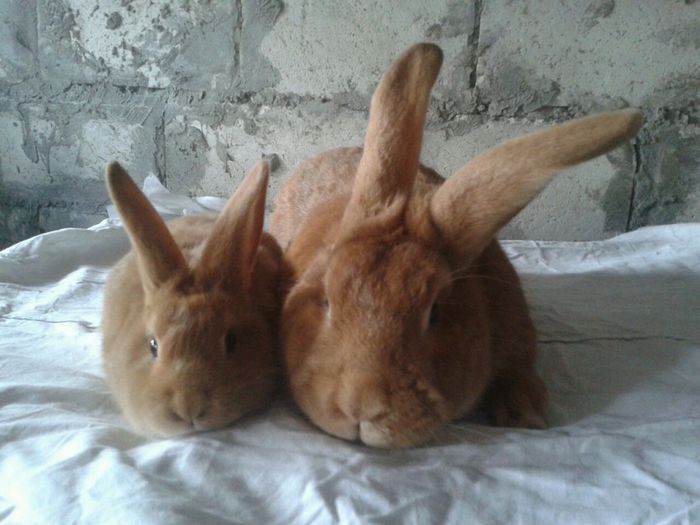 getImage (3); Tata si fiul!
