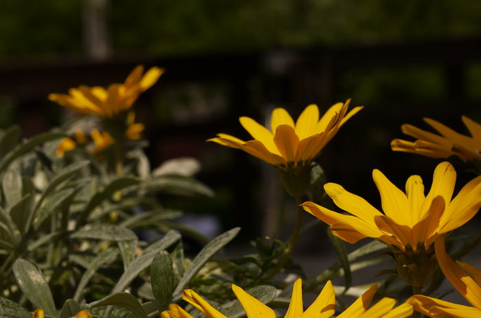 P1050838 - Soare - flori - culori 2014 Sucevita