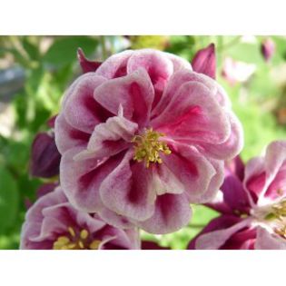 aquilegia-vulgaris-winky-double-red-white- - 00 Achizitii primavara vara 2015