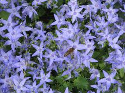 campanula garganica Major blue 10cm semiumbra - 00 Achizitii primavara vara 2015