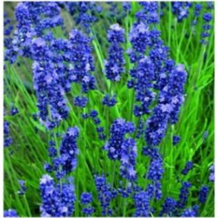 lavandula-angustifolia-blue-scent-early-blue- - 00 Achizitii primavara vara 2015
