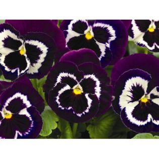 viola-witrockiana-goliath-f1-purple-white-g-7