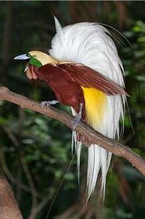 Paradisaea apoda