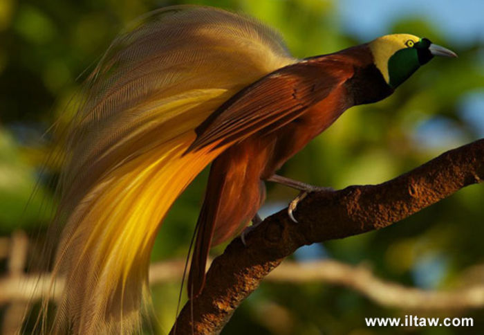 Paradisaea apoda
