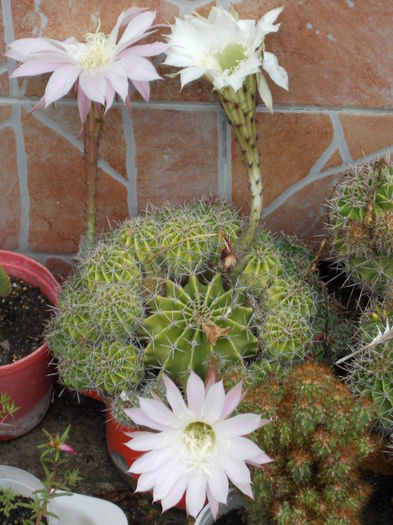 DSCN1129 - cactus 2015