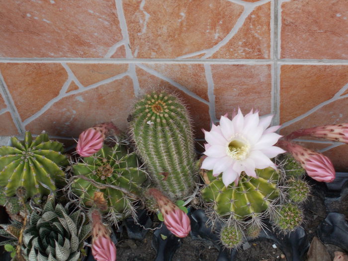 DSCN0899 - cactus 2015