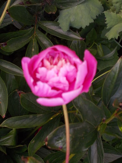 DSCN0748 bujor roz - florile mele 2014