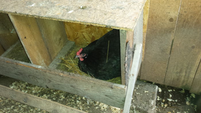 20150125_094140 - Gaini Australorp negru 2015