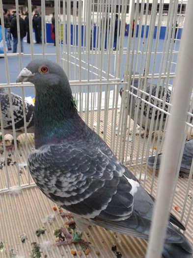 20150125_102156 - expo craiova 2015 porumbei voiajori