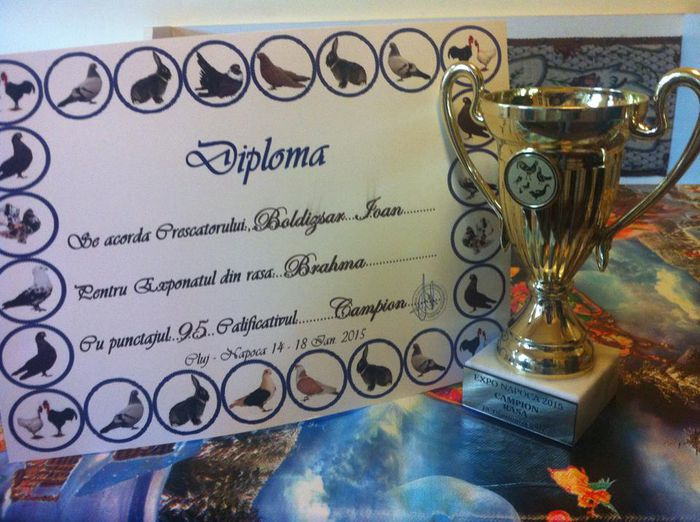 15-18 ianuarie 2015 - CUPE si DIPLOME 2014-2016